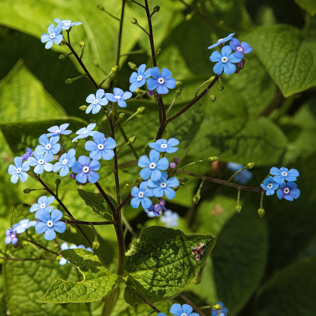 Brunnera macrophylla