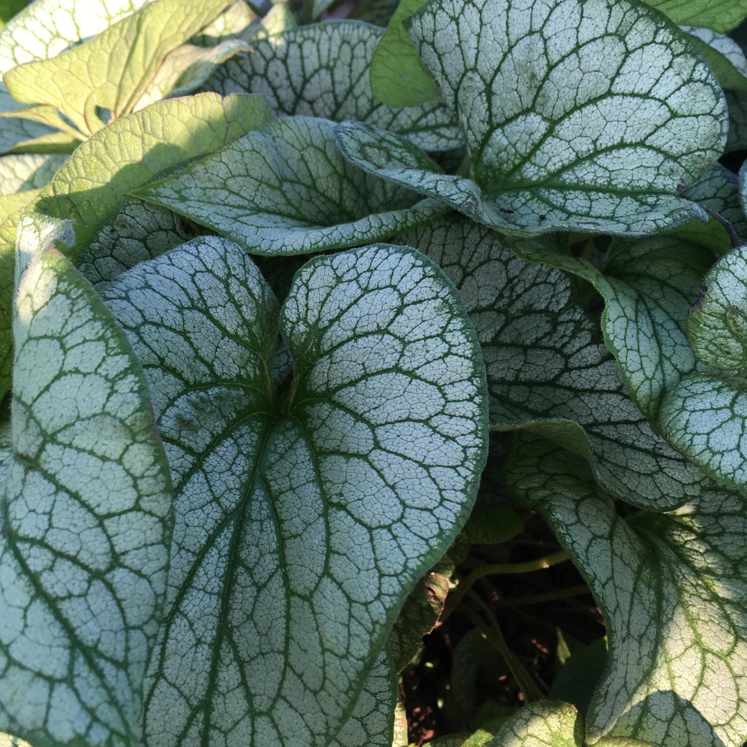 Brunnera macrophylla 'Jack Frost'