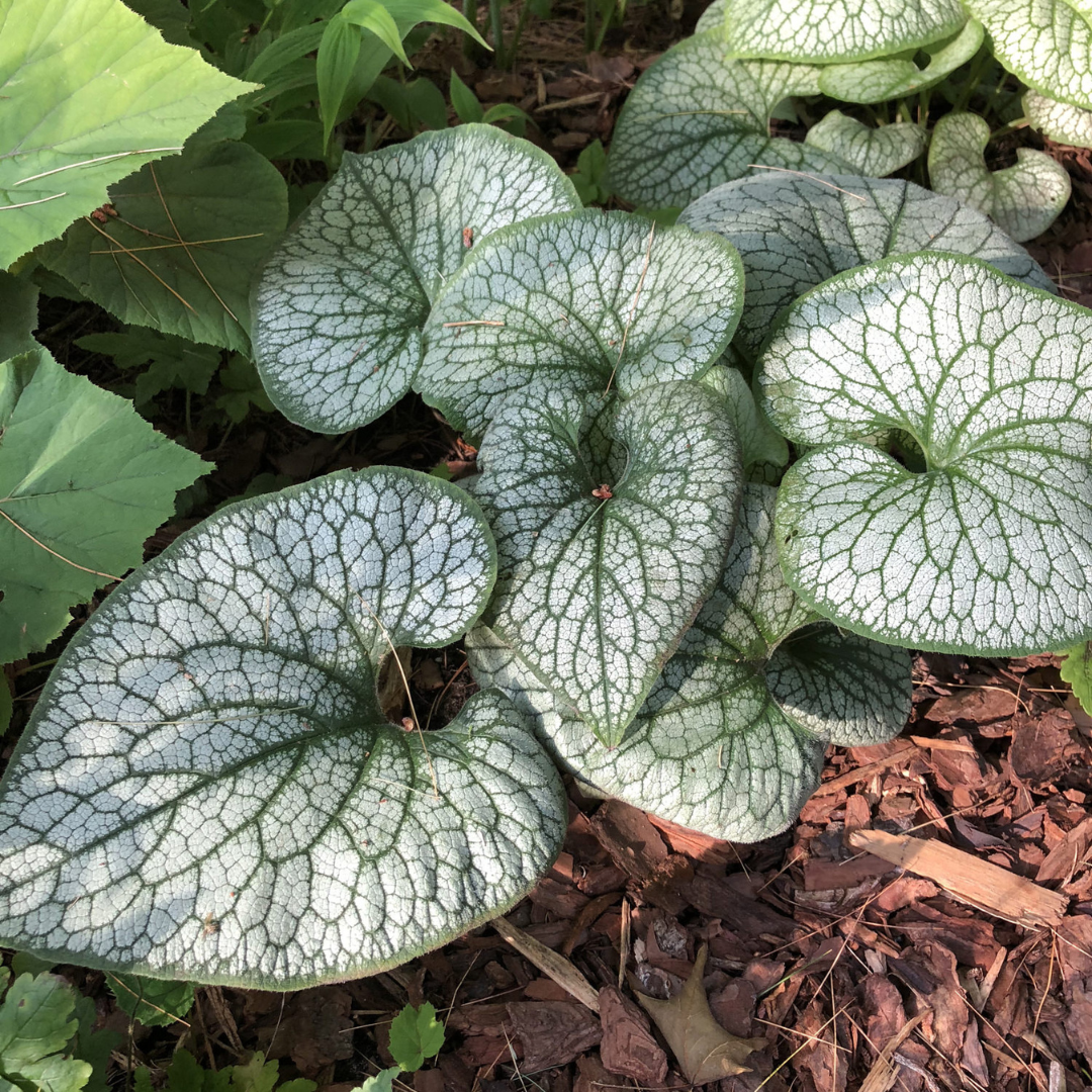 Brunnera macrophylla 'Queen of Hearts'
