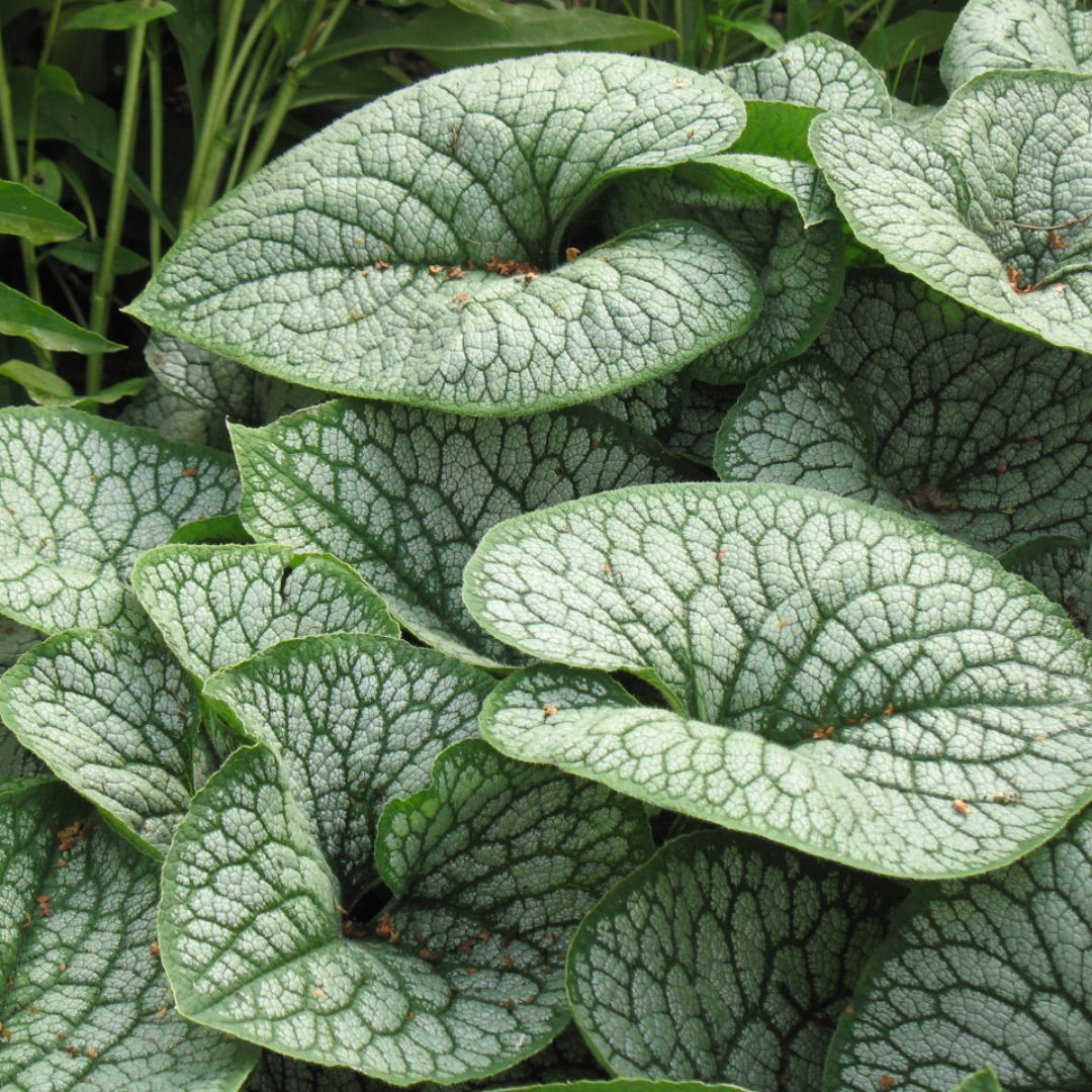 Brunnera macrophylla 'Sea Heart'