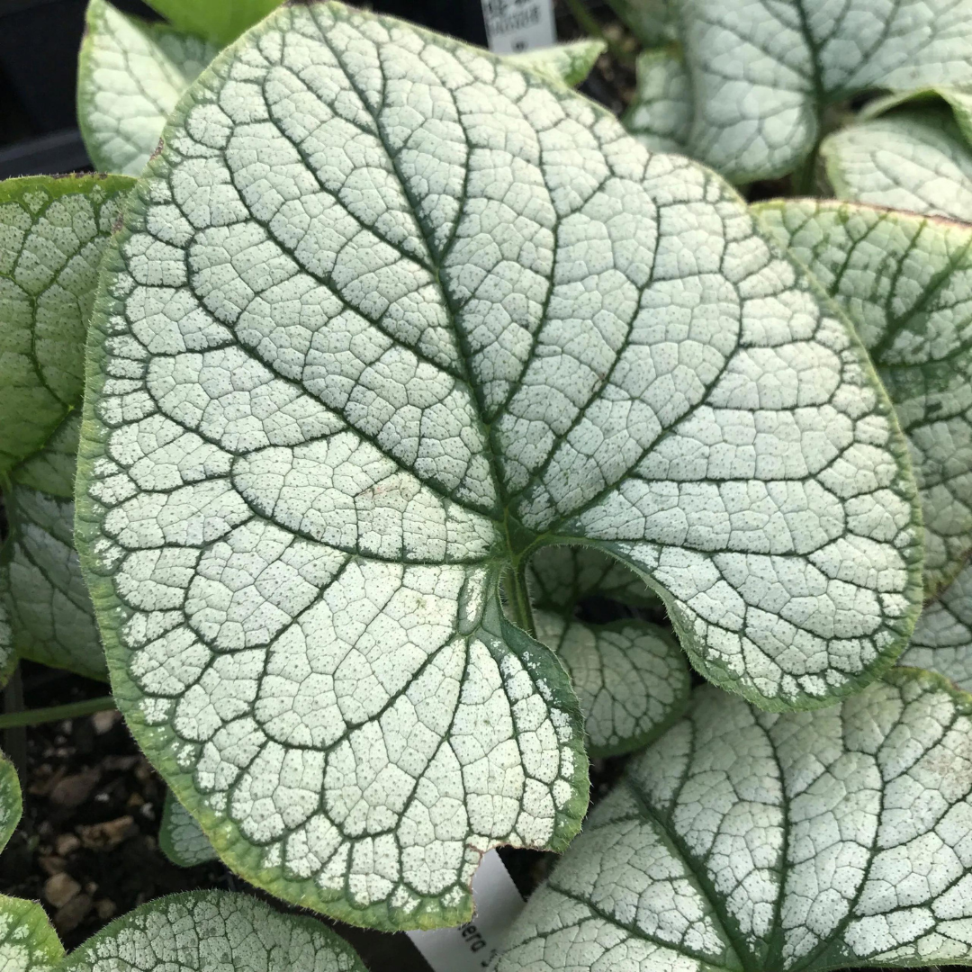 Brunnera macrophylla 'Silver Heart'