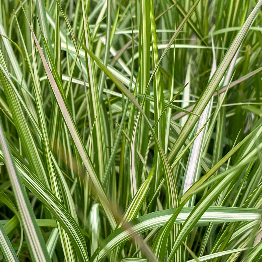 Calamagrostis acutiflora 'Avalanche'