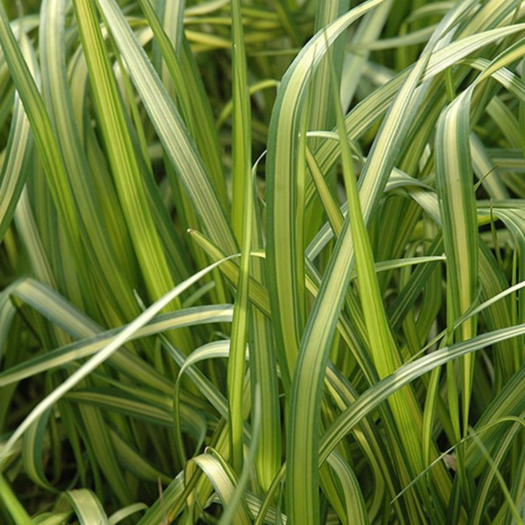 Calamagrostis acutiflora 'Eldorado'