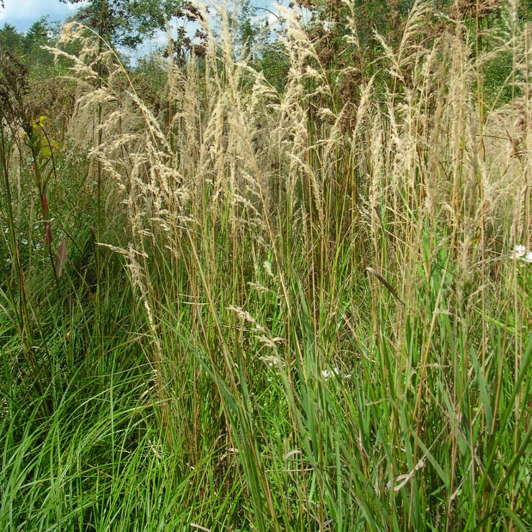 Calamagrostis canadensis
