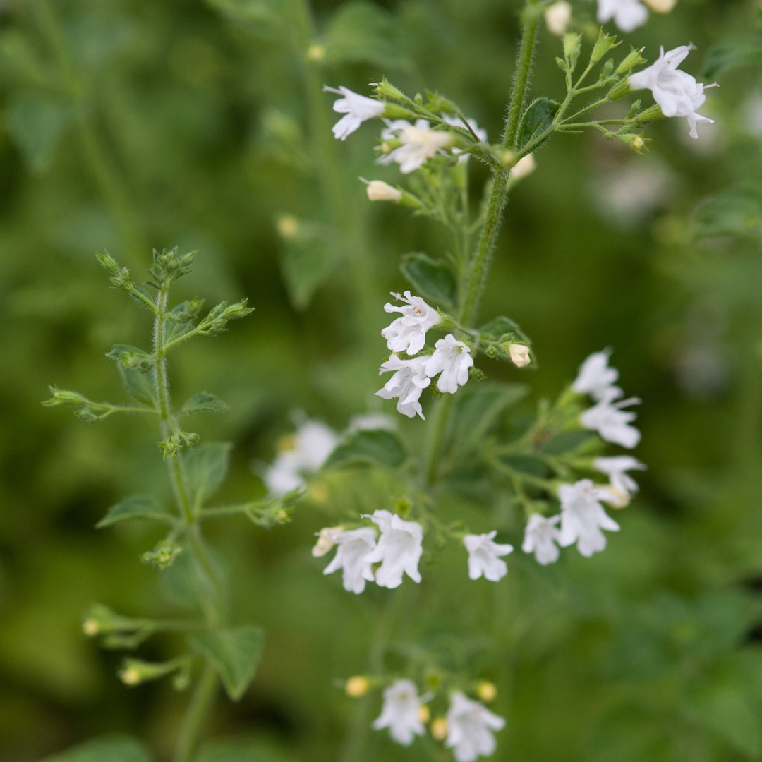 Calamintha 'White Cloud'