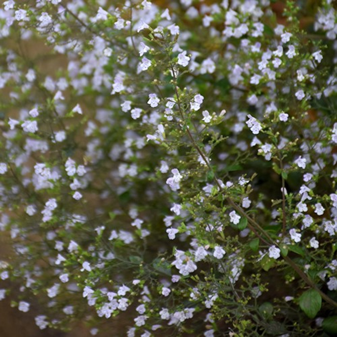 Calamintha nepeta ssp. 'Blue Cloud'