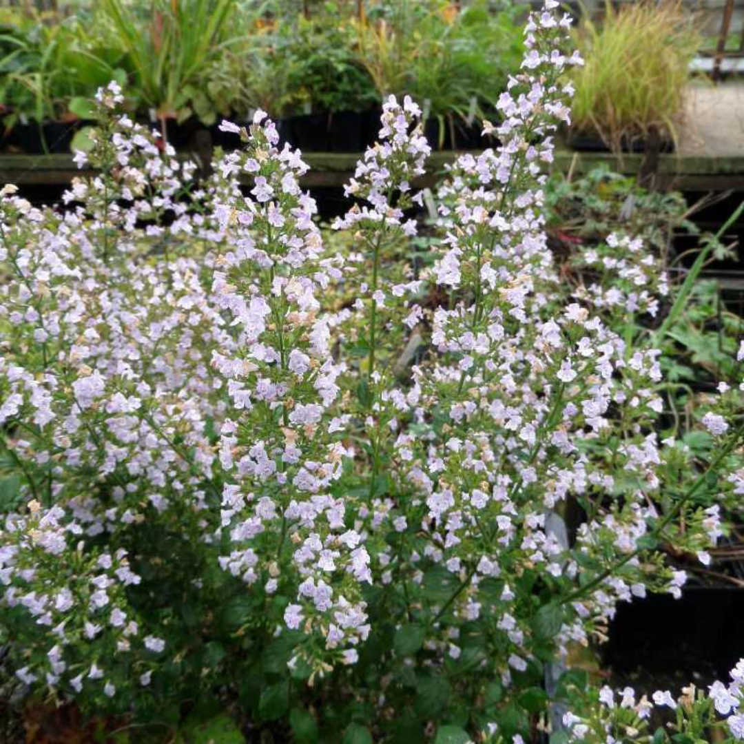 Calamintha nepeta ssp. 'Nepeta'