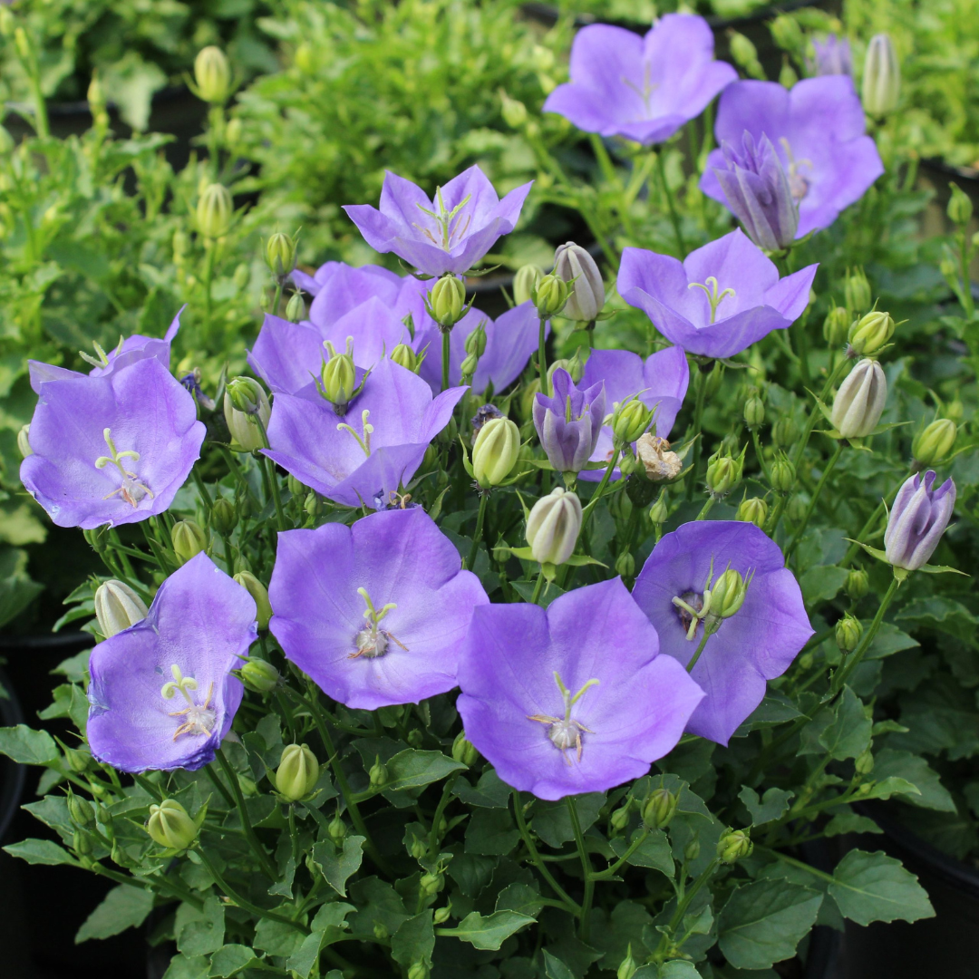 Campanula carpatica 'Rapido Blue'