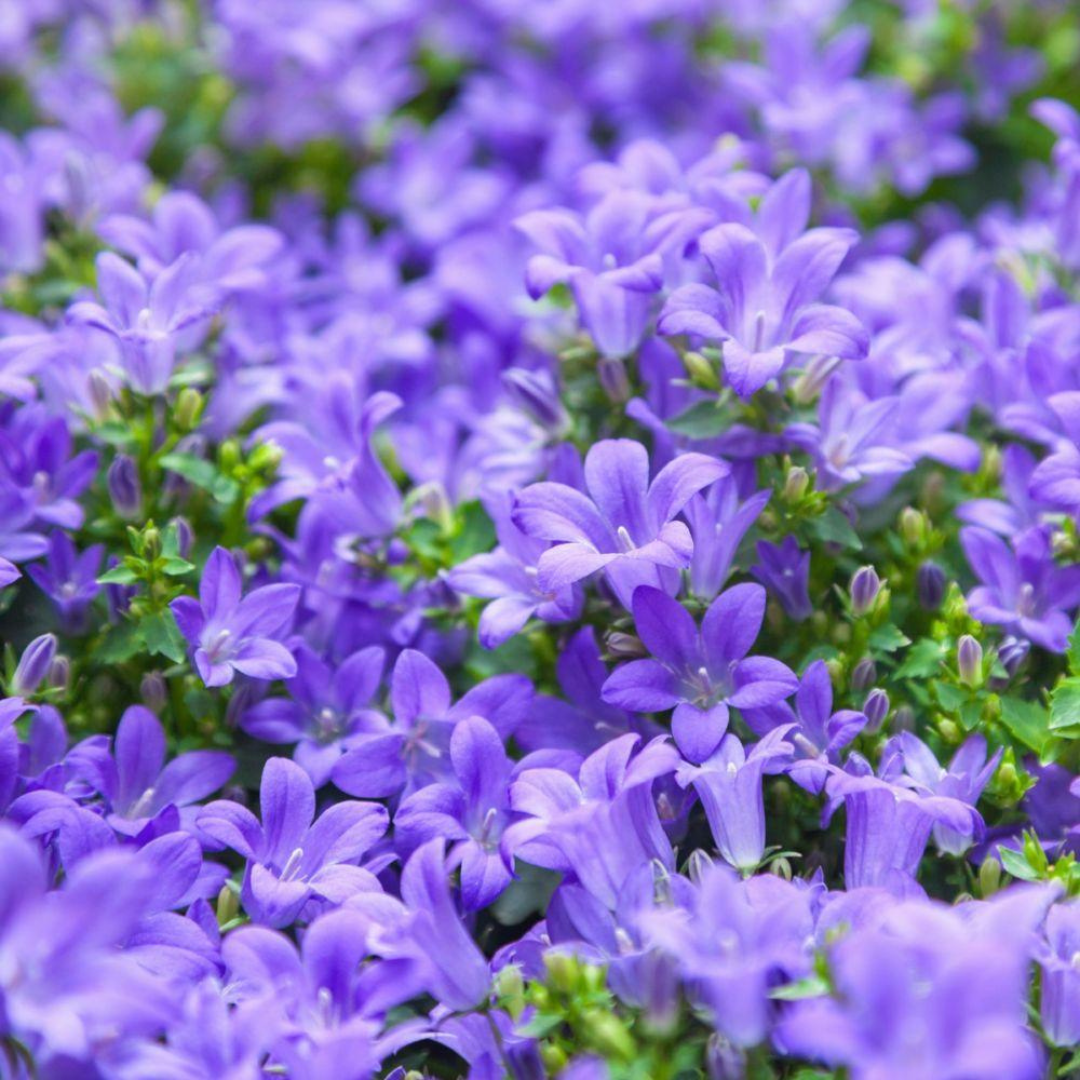 Campanula portenschlagiana 'Blue Magic'