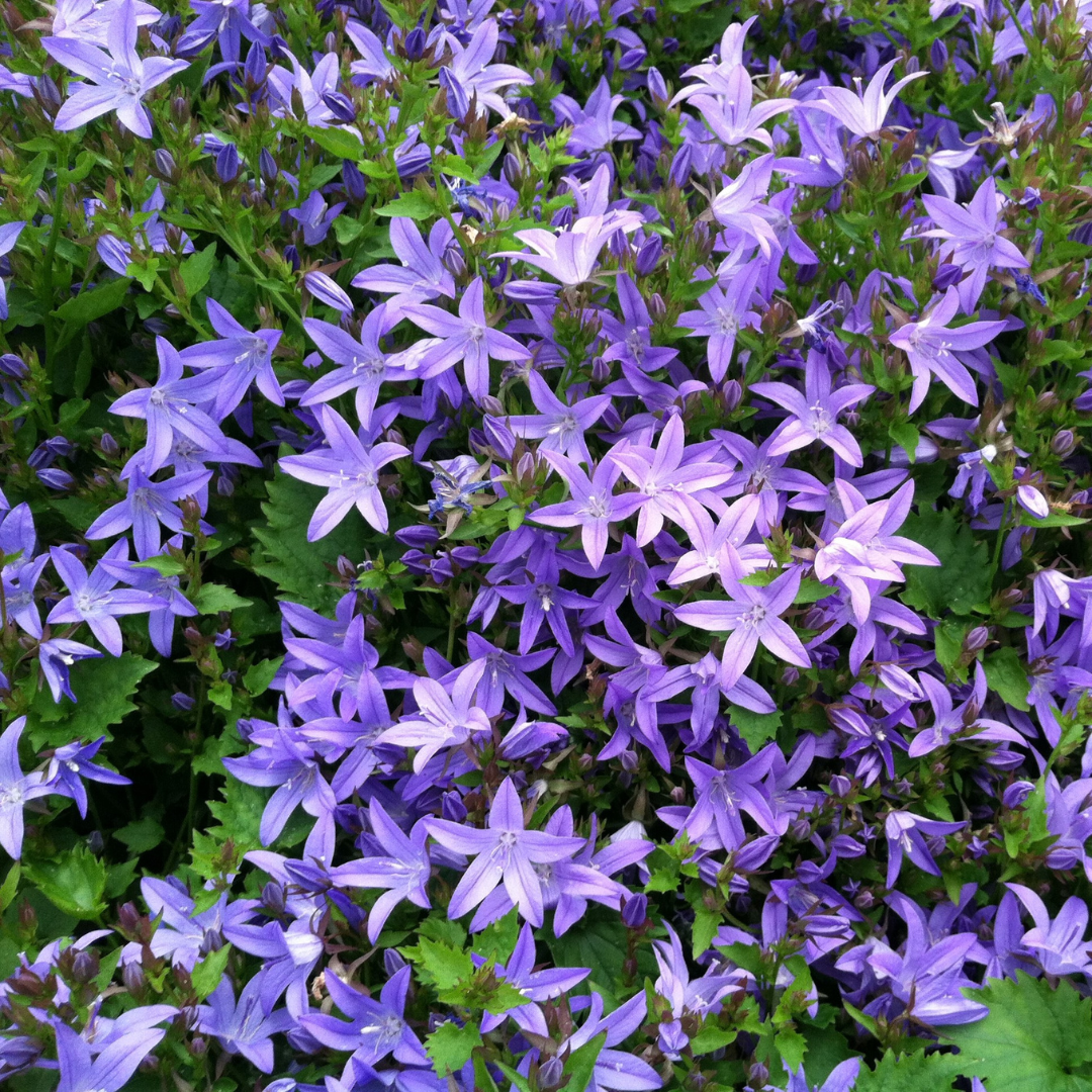 Campanula poscharskyana 'Blue Waterfall'
