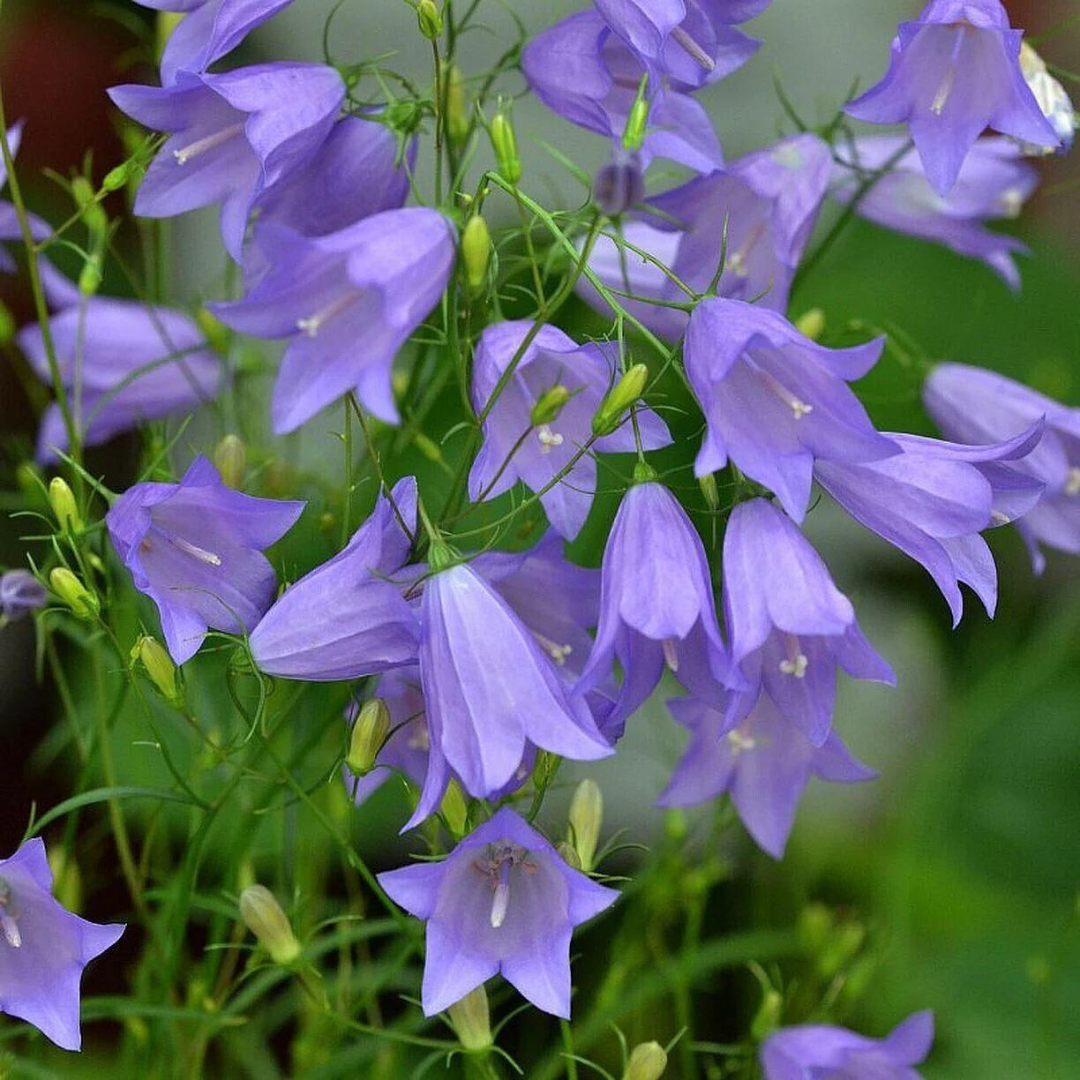Campanula rotundifolia