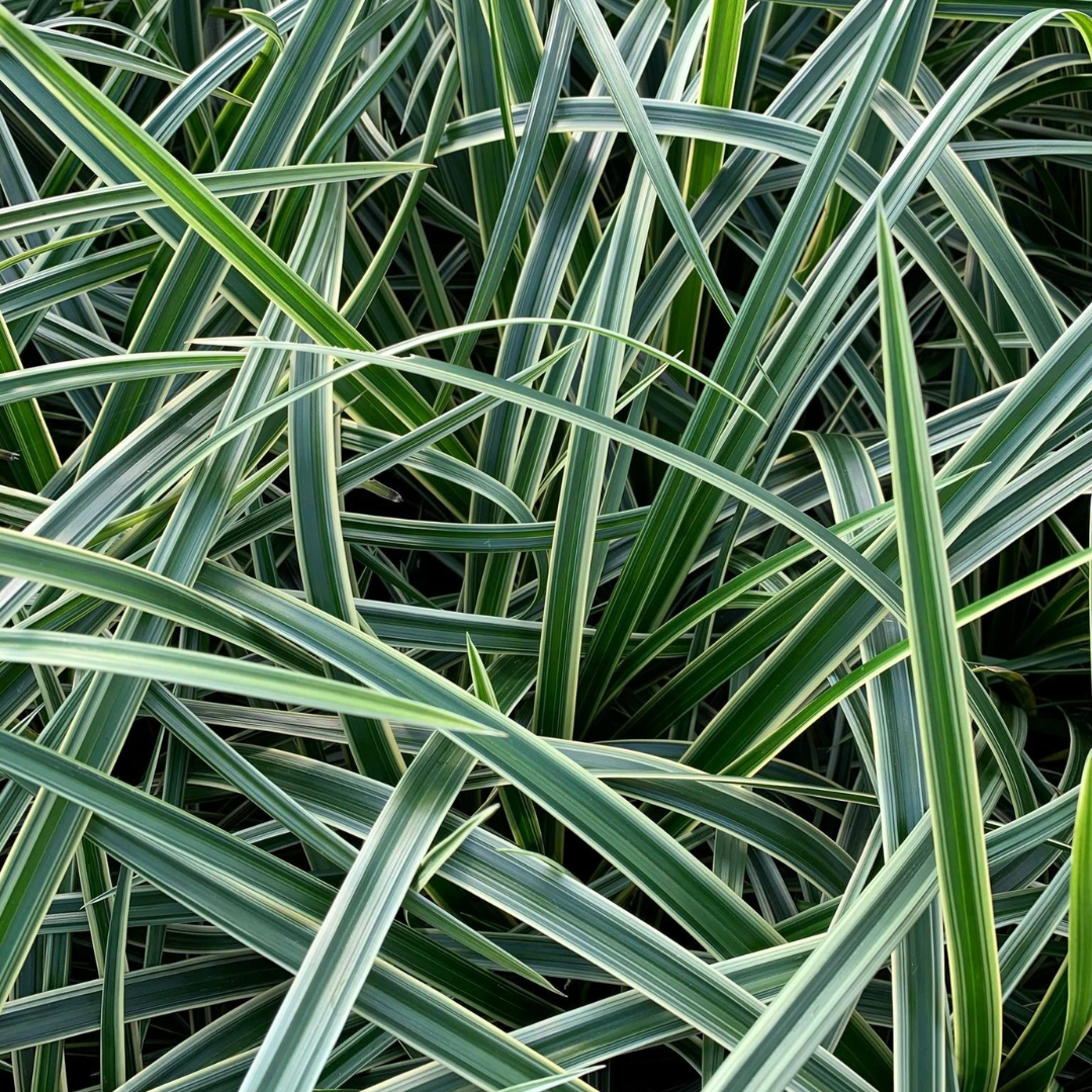 Carex morrowii 'Ice Dance'