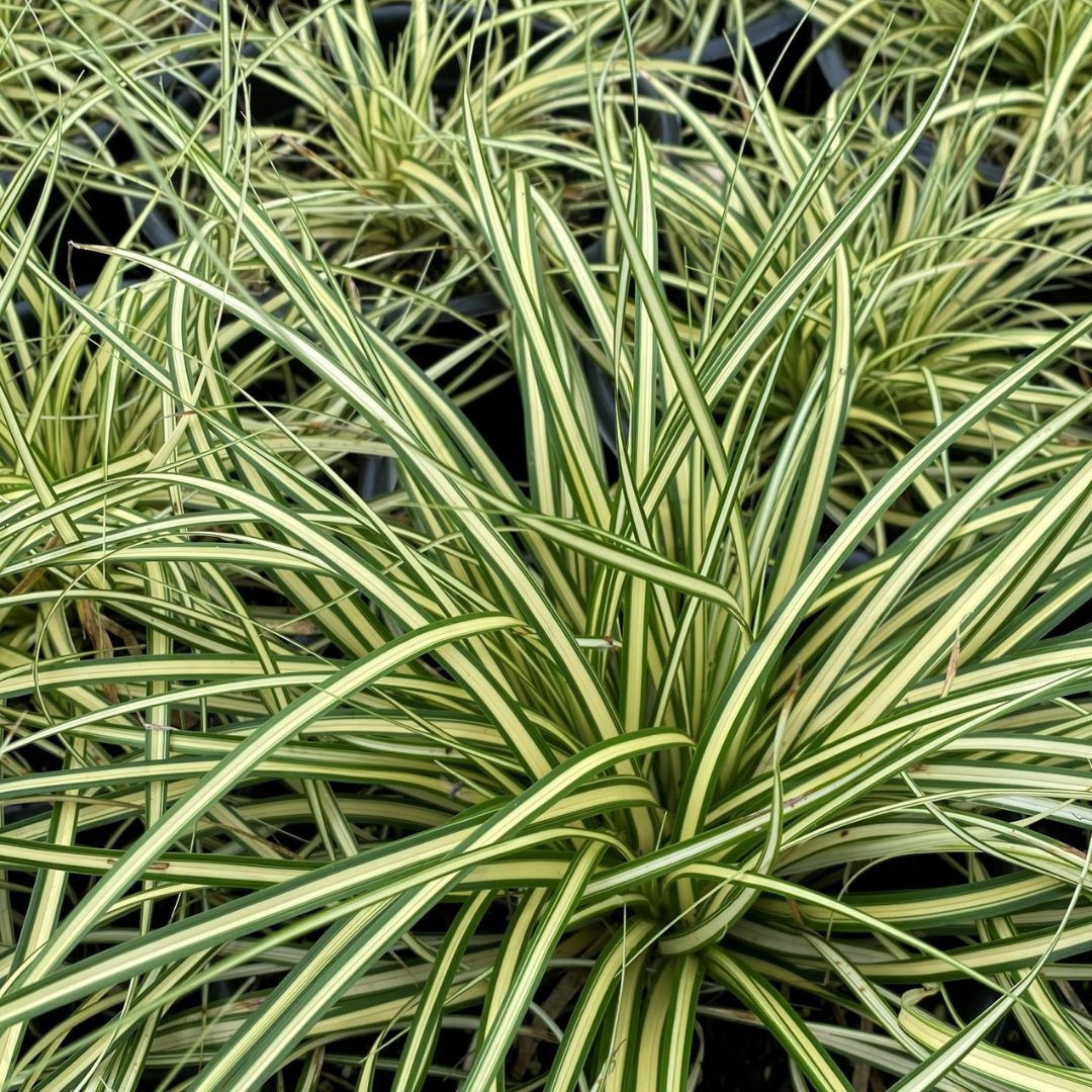 Carex oshimensis 'Evergold'