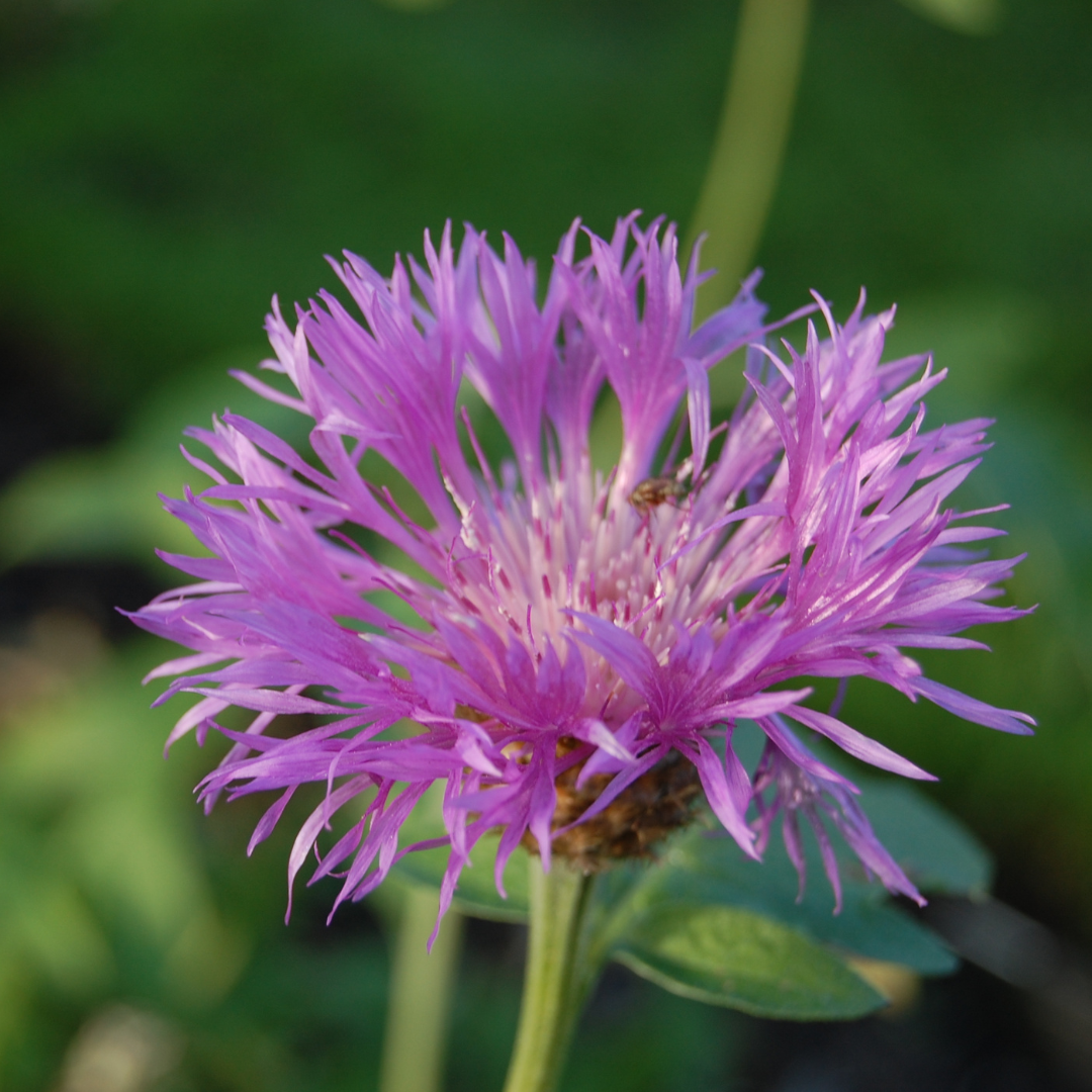 Centaurea dealbata