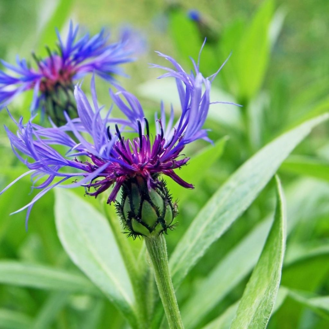 Centaurea montana