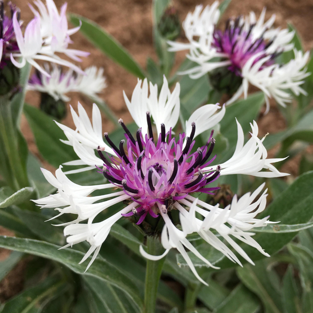 Centaurea montana 'Amethyst in Snow'