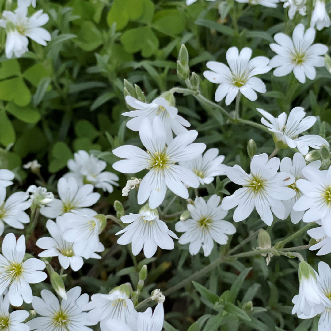 Cerastium tomentosum 'Silver Carpet'
