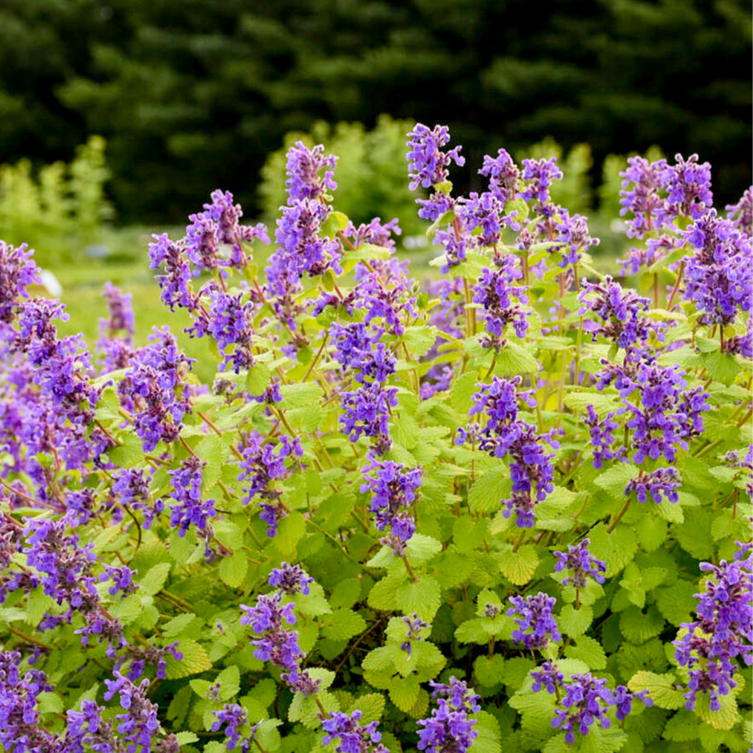 Nepeta 'Chartreuse on the Loose'