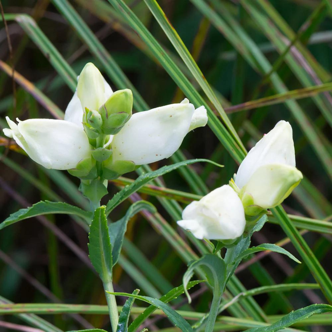 Chelone glabra