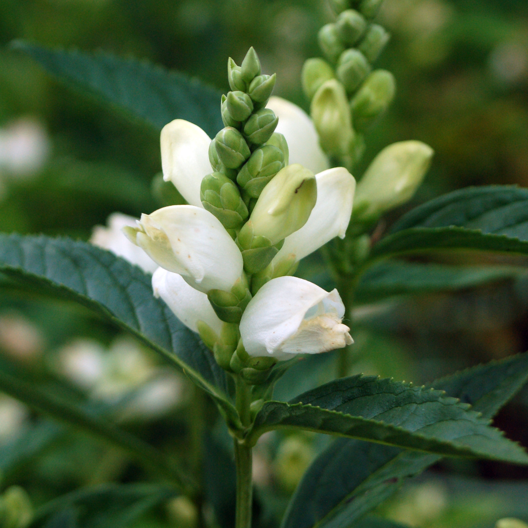 Chelone glabra 'Black Ace'