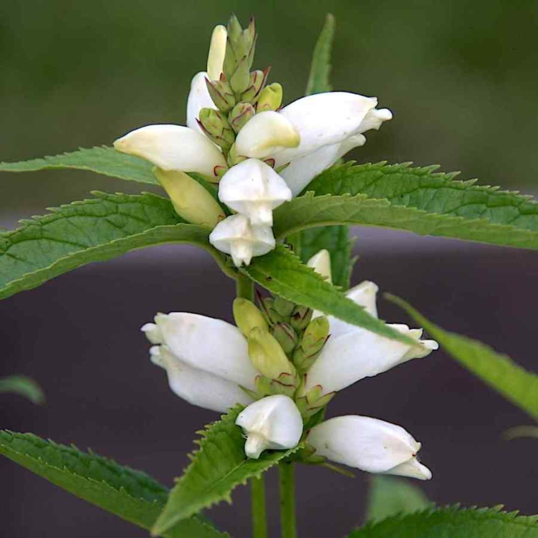 Chelone obliqua 'Alba'