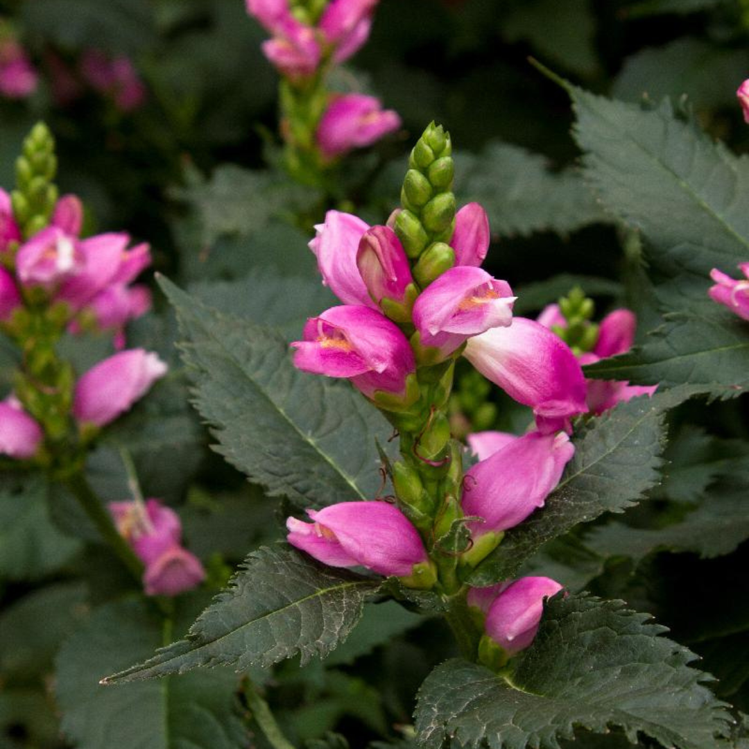 Chelone obliqua 'Hot Lips'