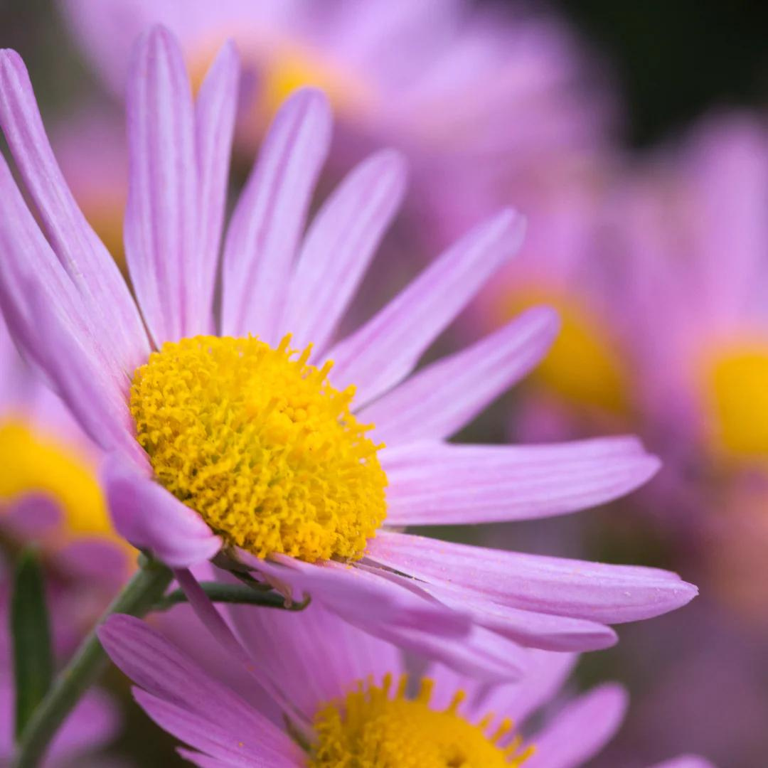 Chrysanthemum rubellum 'Clara Curtis'