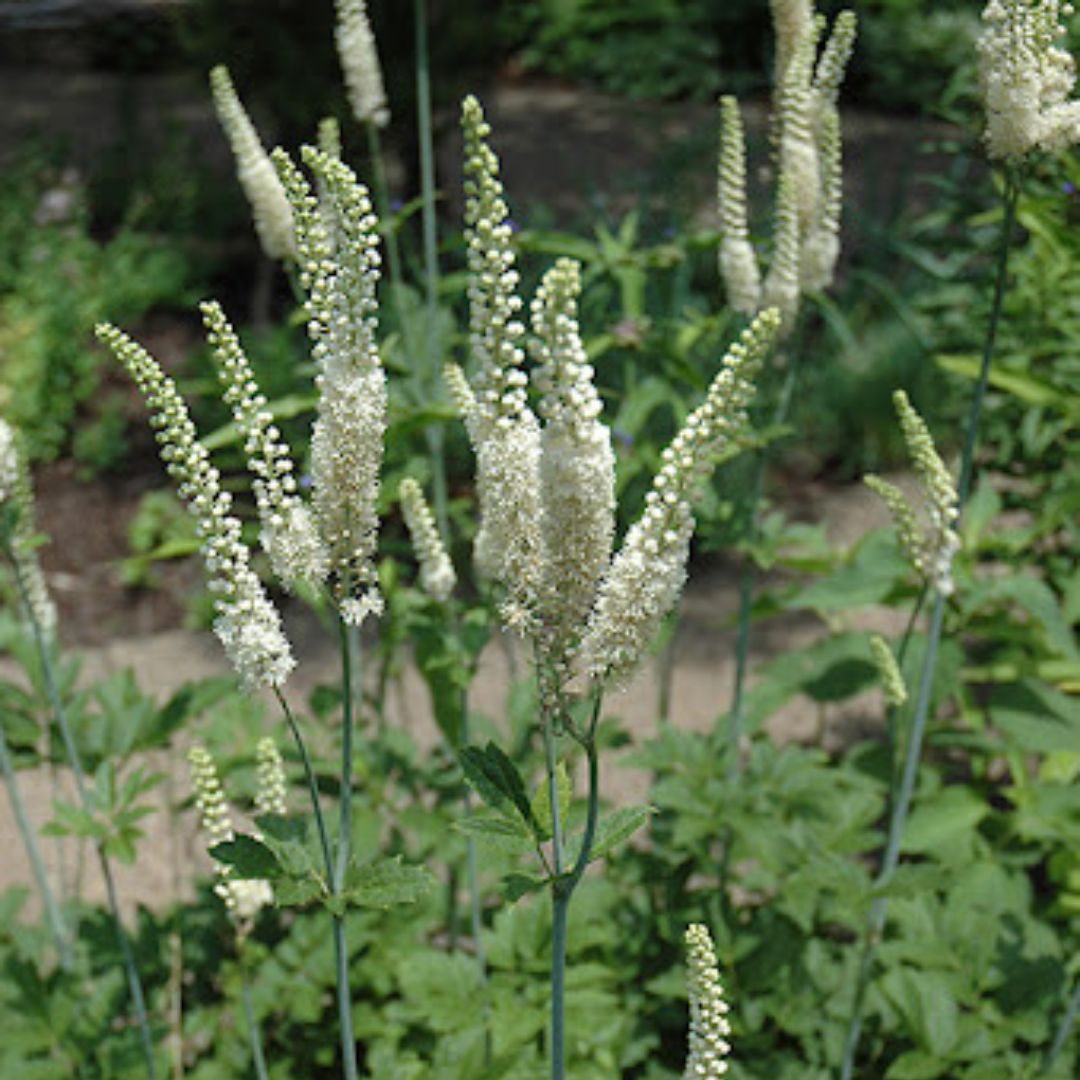 Cimicifuga racemosa
