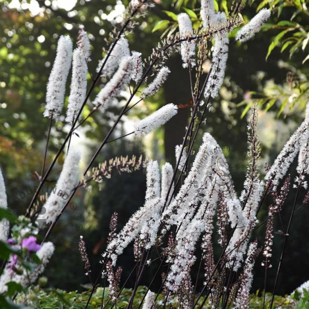 Cimicifuga ramosa 'Atropurpurea'
