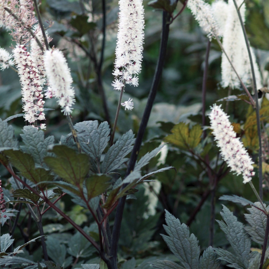 Cimicifuga ramosa 'Brunette'