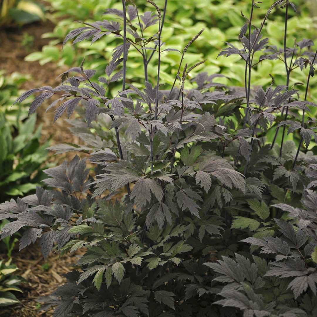 Cimicifuga ramosa 'Chocoholic'