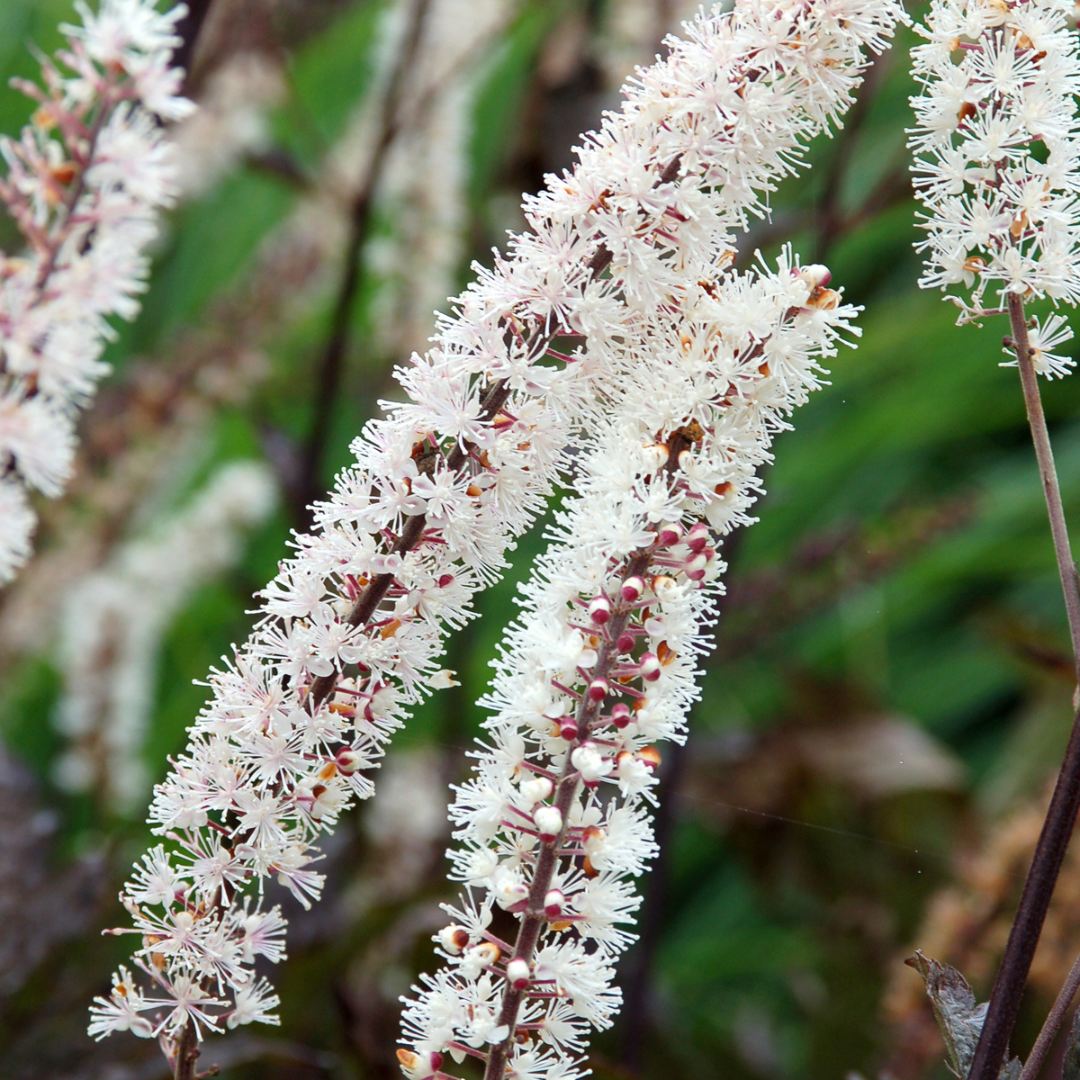 Cimicifuga ramosa 'Hillside Black Beauty'