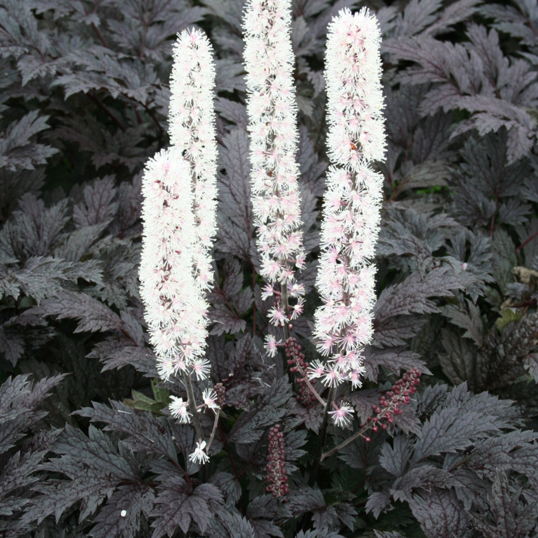 Cimicifuga ramosa 'Pink Spike'