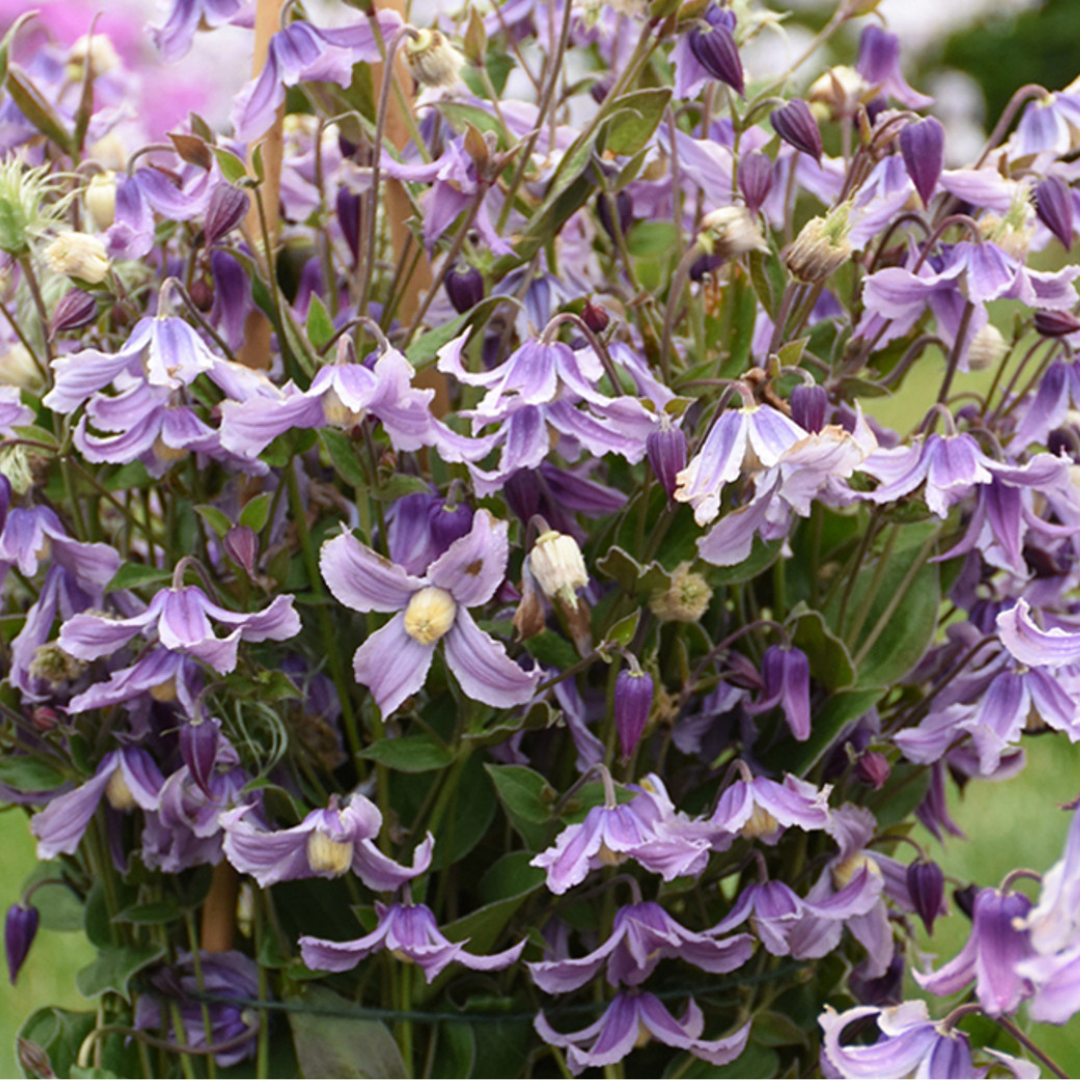 Clematis 'Stand by me Lavender'