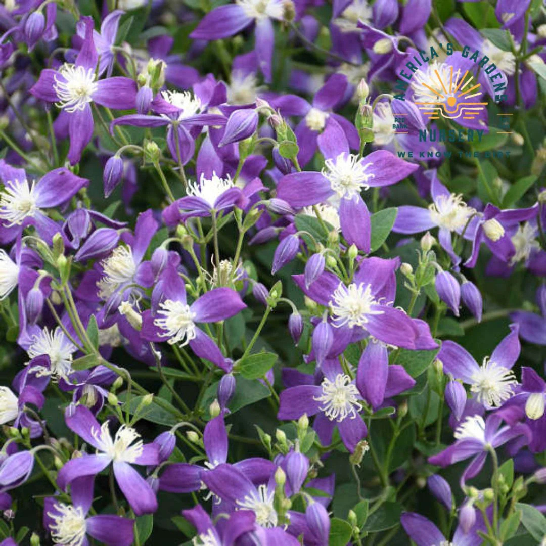 Clematis 'Violet Stardust'