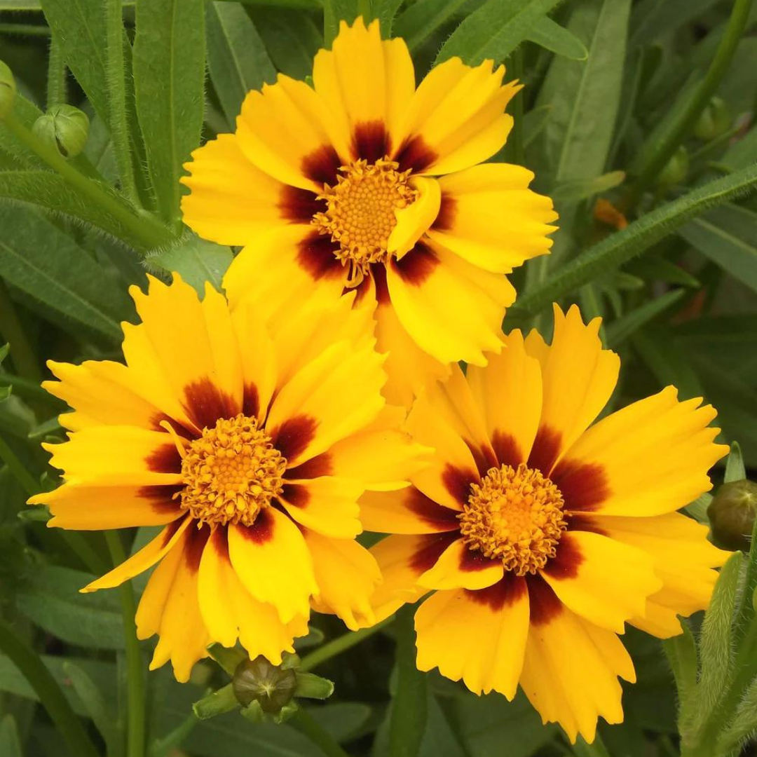 Coreopsis anceolata 'Baby Sun'
