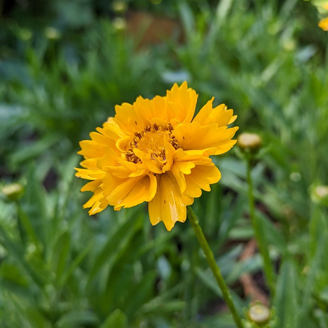 Coreopsis grandiflora 'Early Sunrise'
