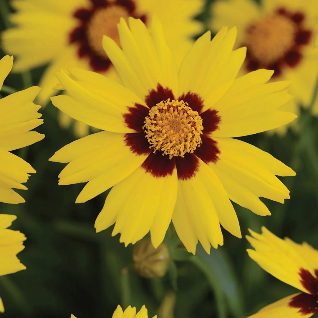 Coreopsis grandiflora 'Sunkiss'