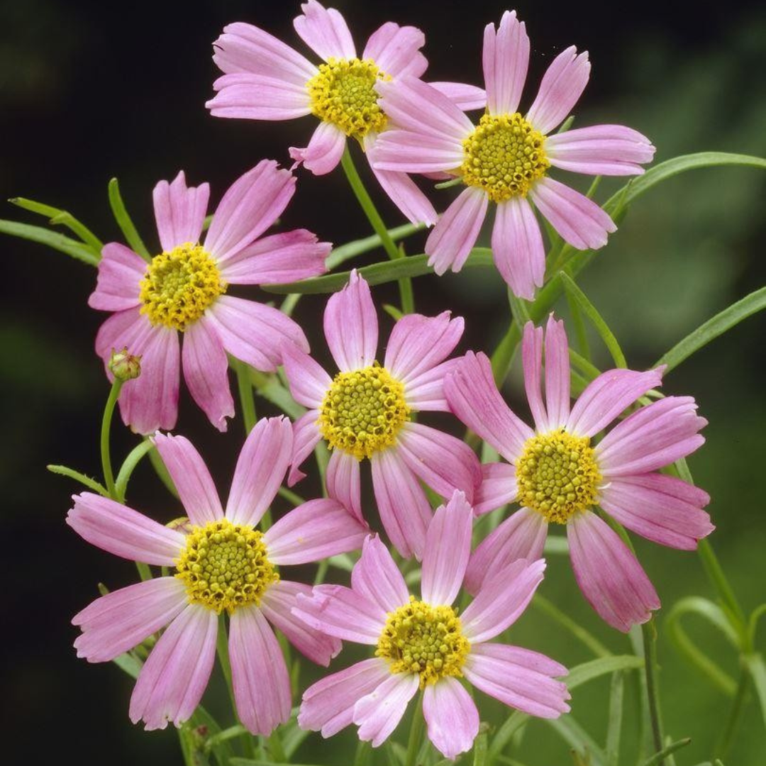 Coreopsis rosea 'American Dream'