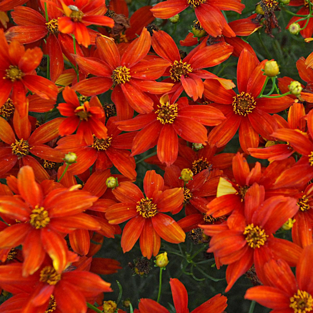 Coreopsis verticillata 'Sizzle & Spice Crazy Cayenne'