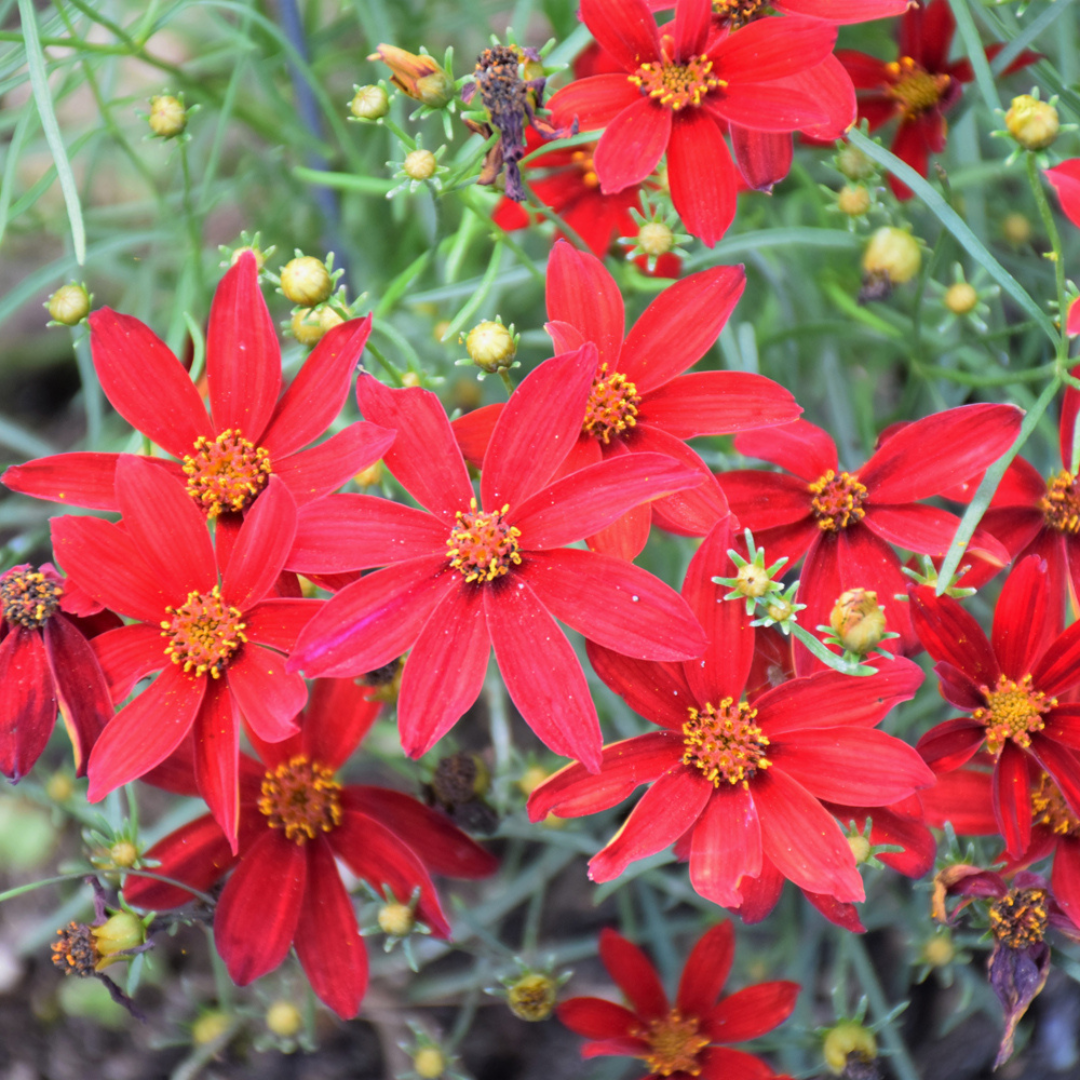 Coreopsis verticillata 'Sizzle & Spice Hot Paprika'