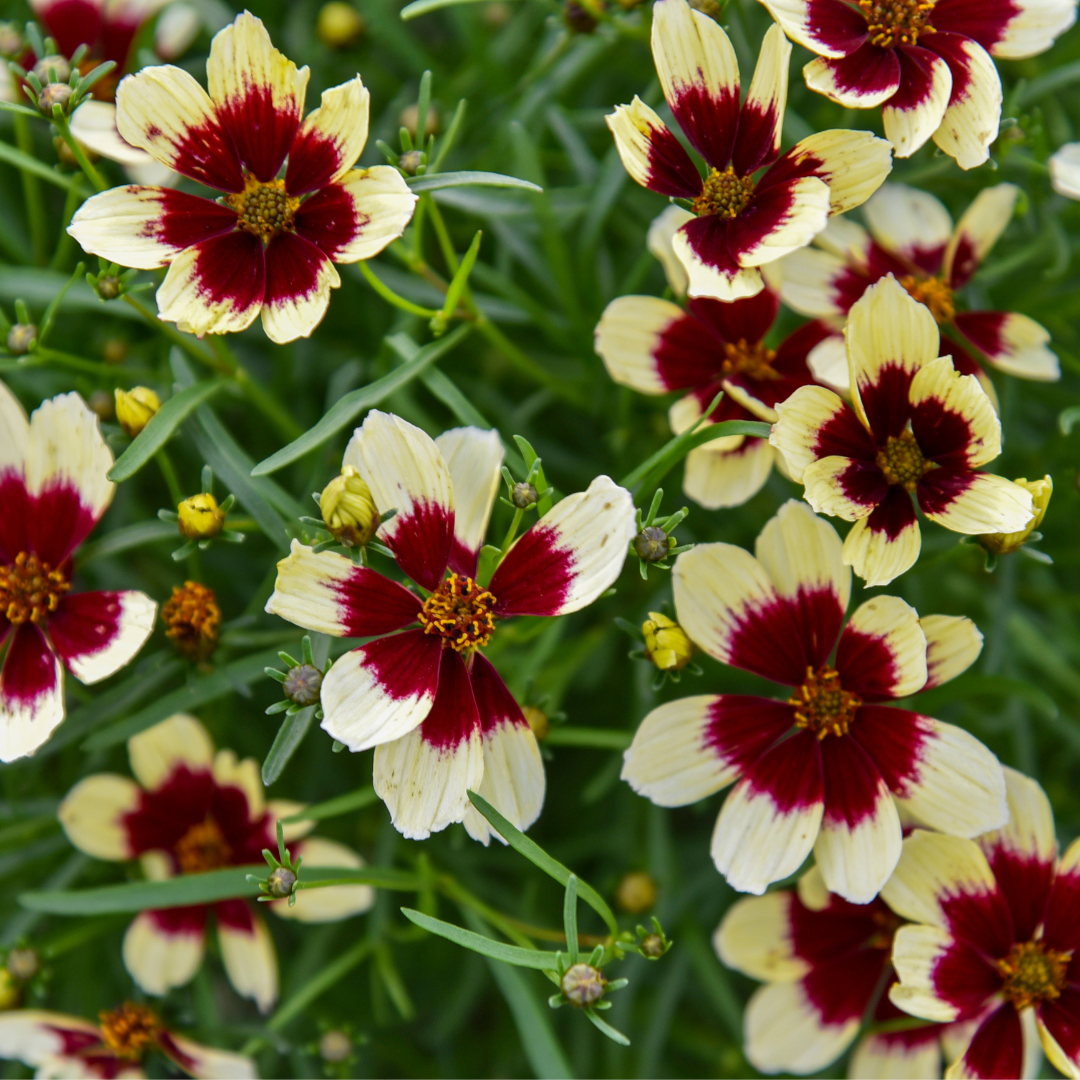 Coreopsis verticillata 'Sizzle & Spice Red Hot Vanilla'