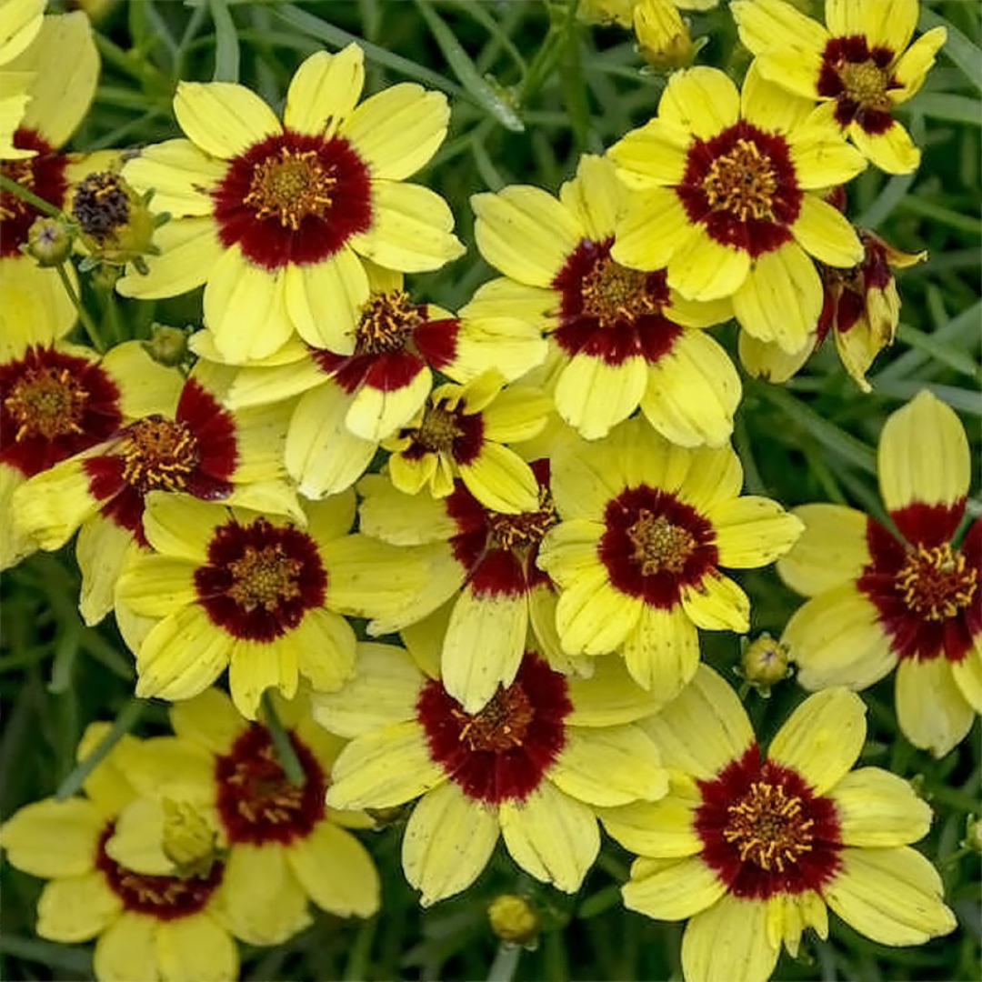 Coreopsis verticillata 'Sizzle & Spice Sassy Saffron'