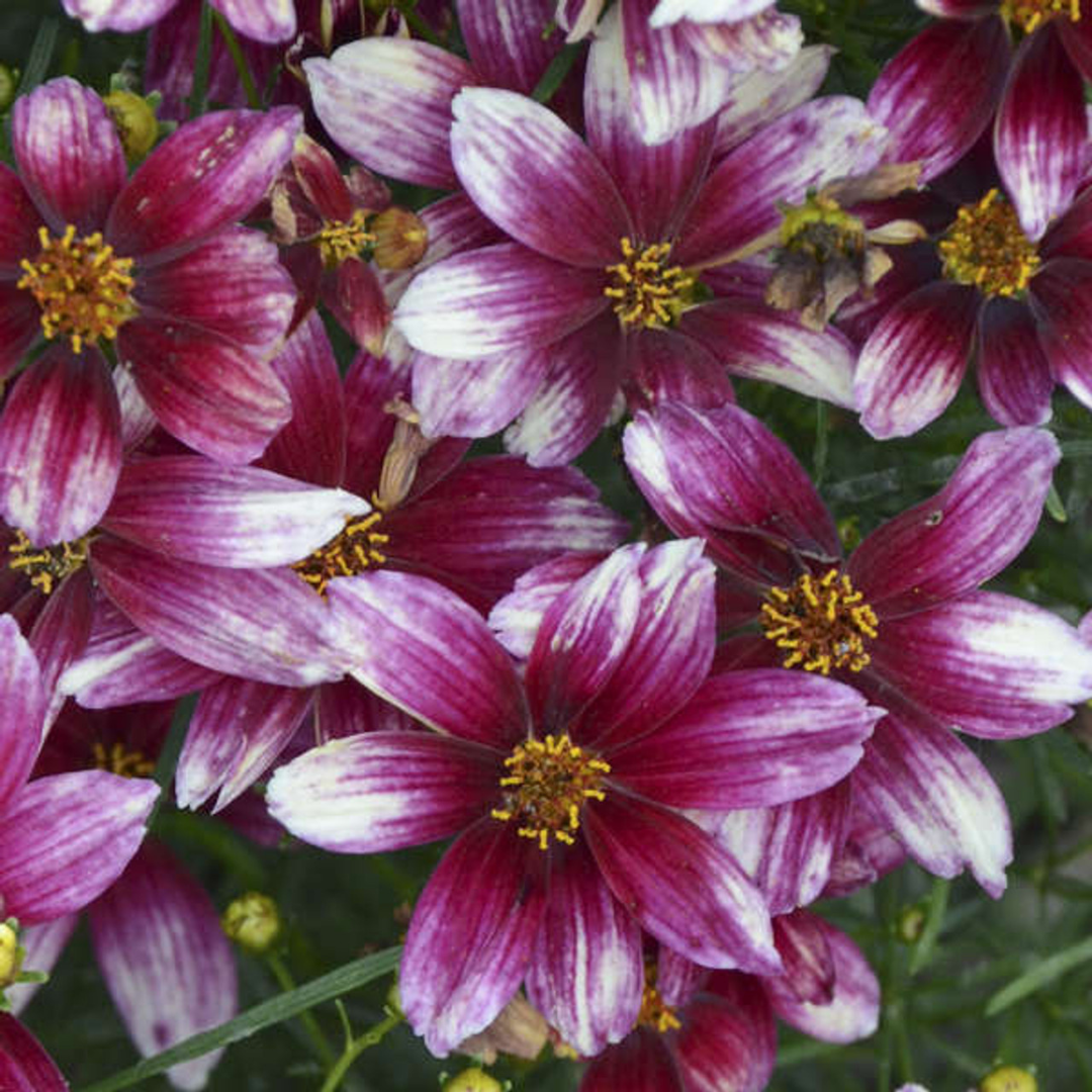 Coreopsis verticillata 'Sizzle & Spice Zesty Zinger'