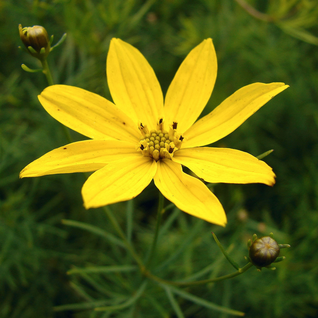 Coreopsis verticillata 'Zagreb'