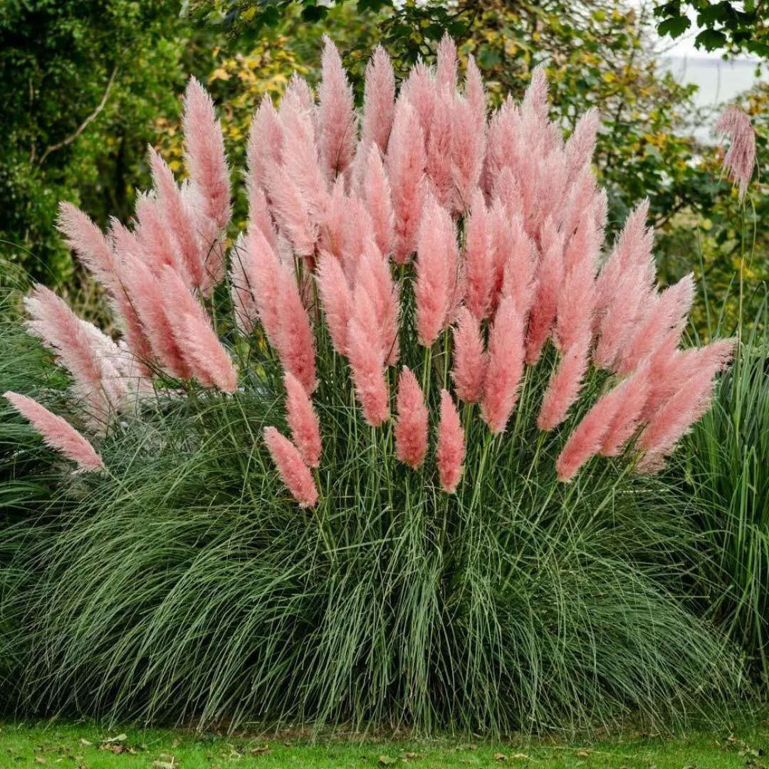 Cortaderia 'Rosea' | Locally Grown Beauty