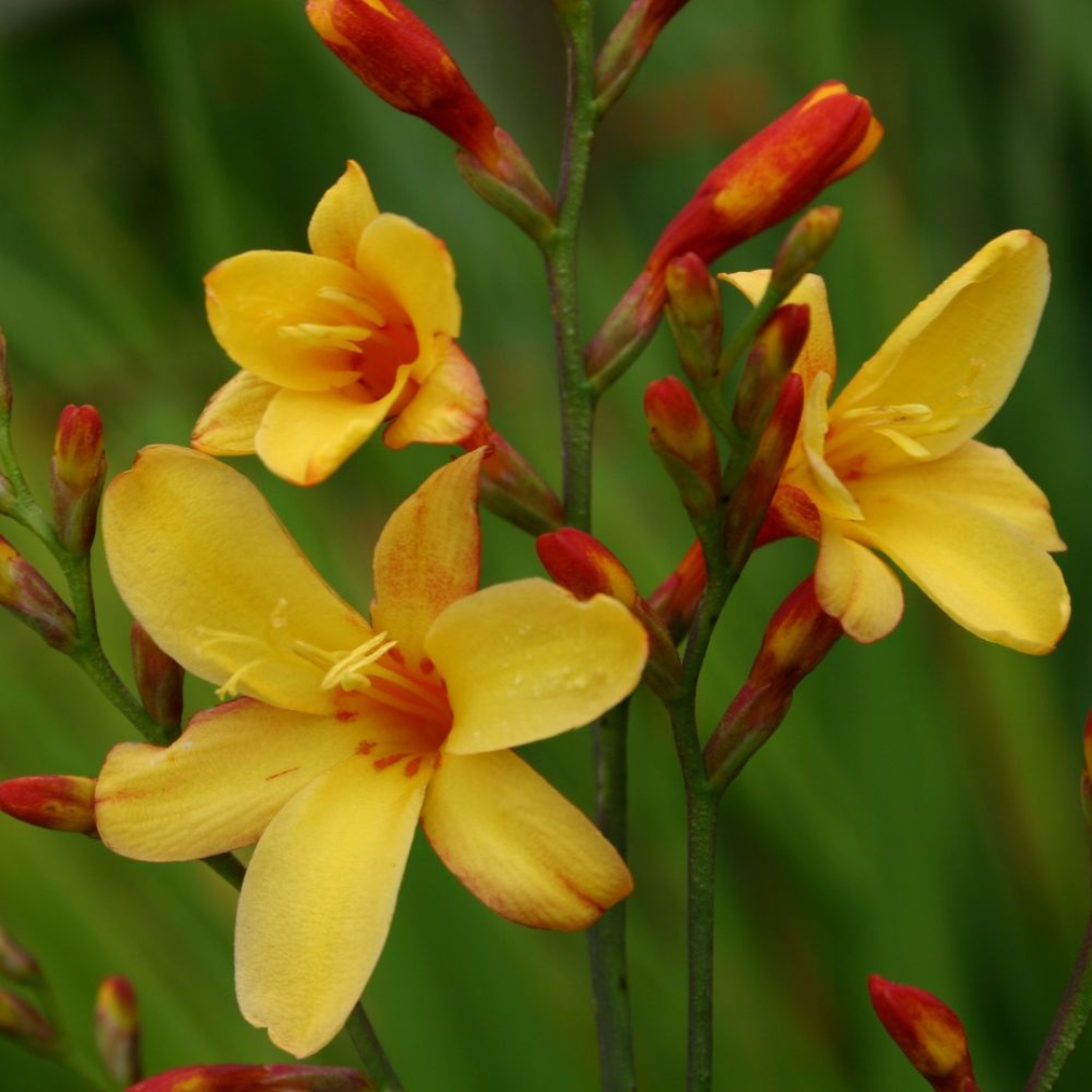 Crocosmia 'Harlequin'