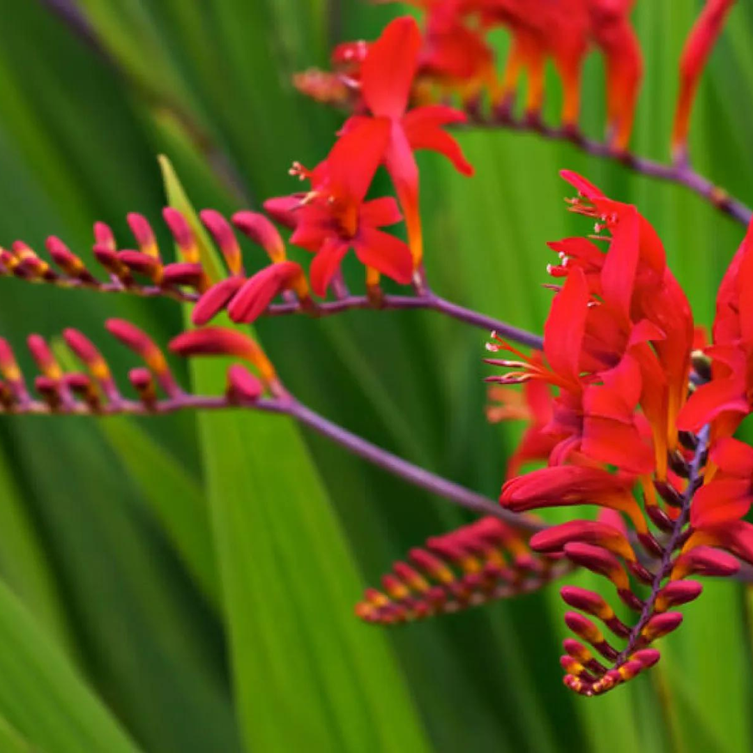 Crocosmia 'Lucifer'