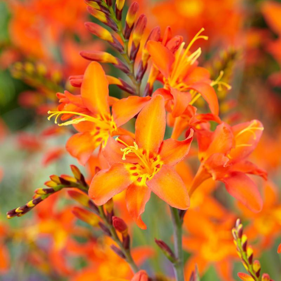 Crocosmia 'Prince of Orange'