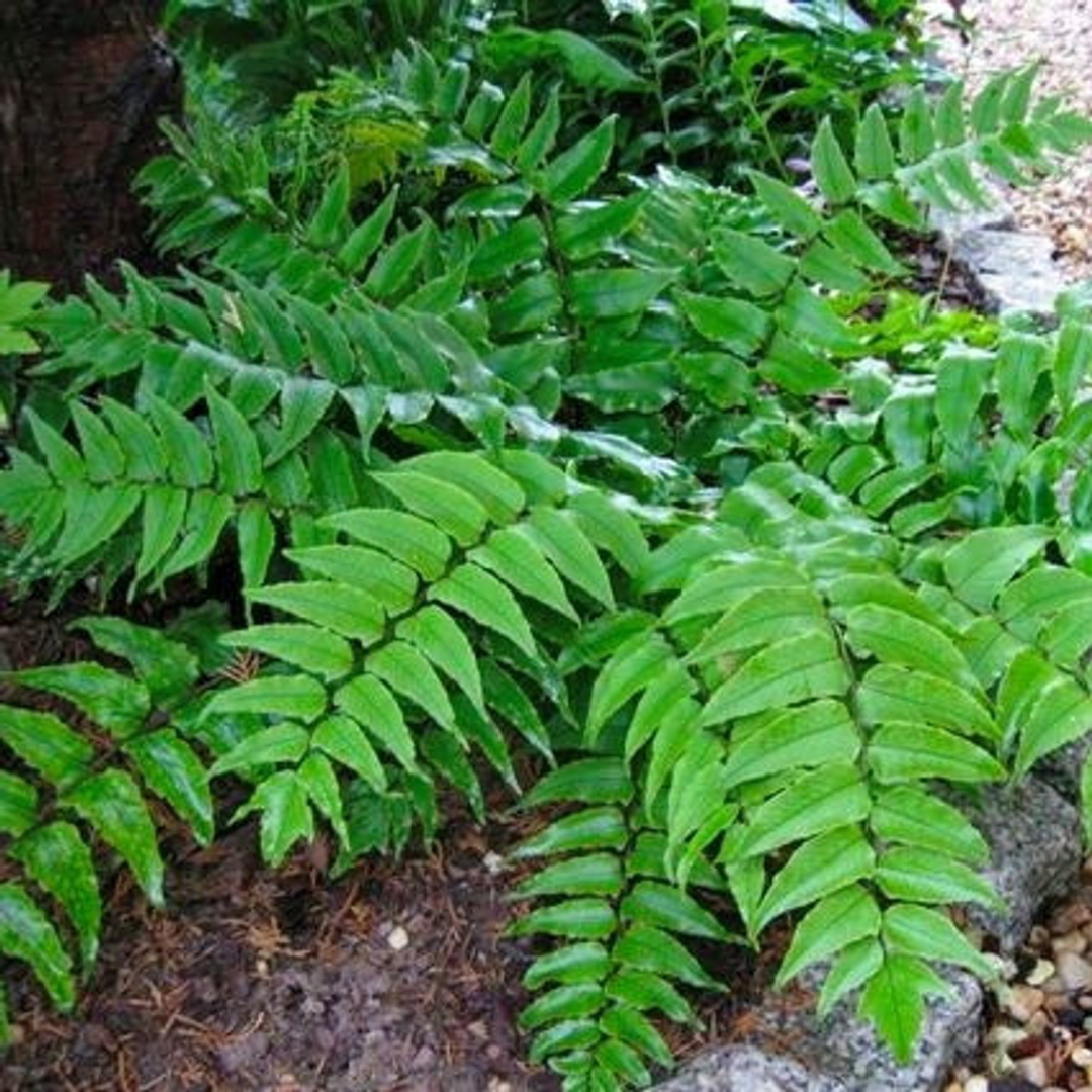 Cyrtomium fortunei 'Hardy Holly Fern'